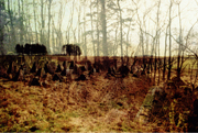 westwall